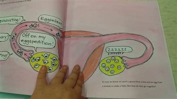 Where do babies come out of?