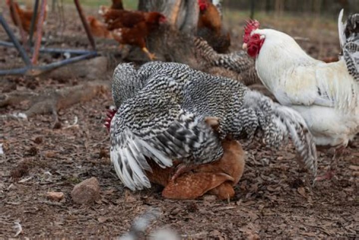 Where do chickens like to be touched?