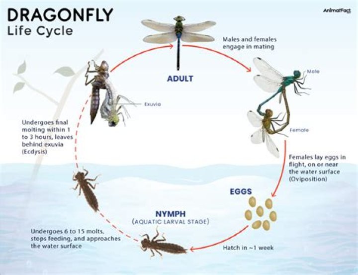 Where do dragonflies go in rain?