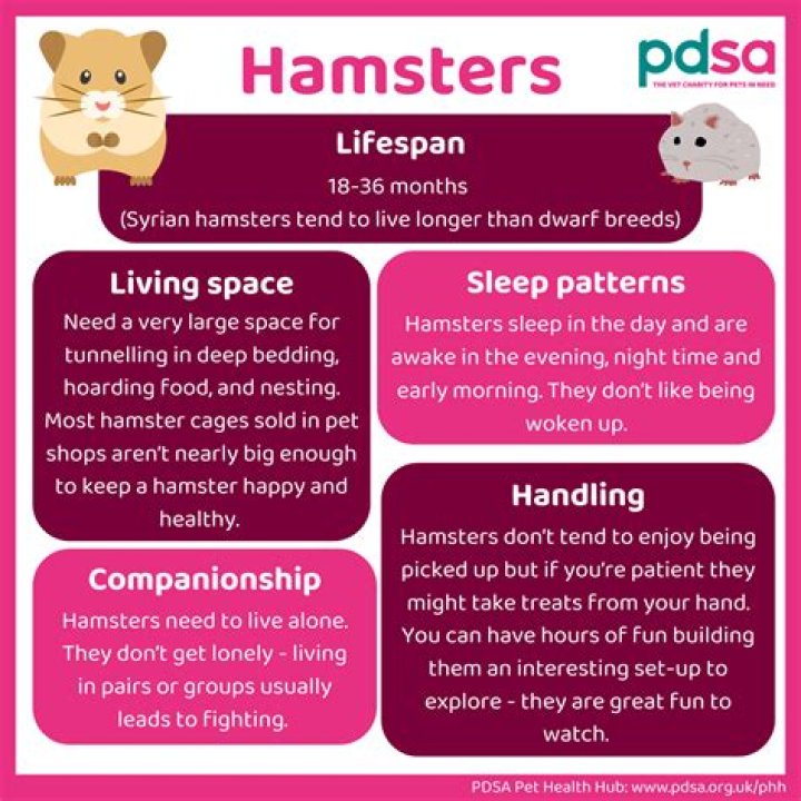 Where do hamsters like to be petted?