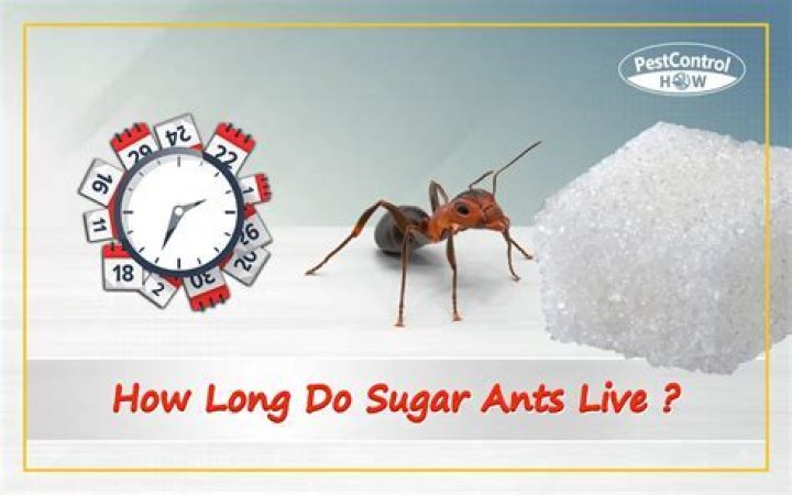 Where do sugar ants live?