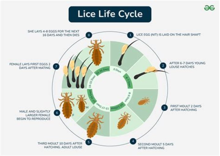 Where does lice usually start?