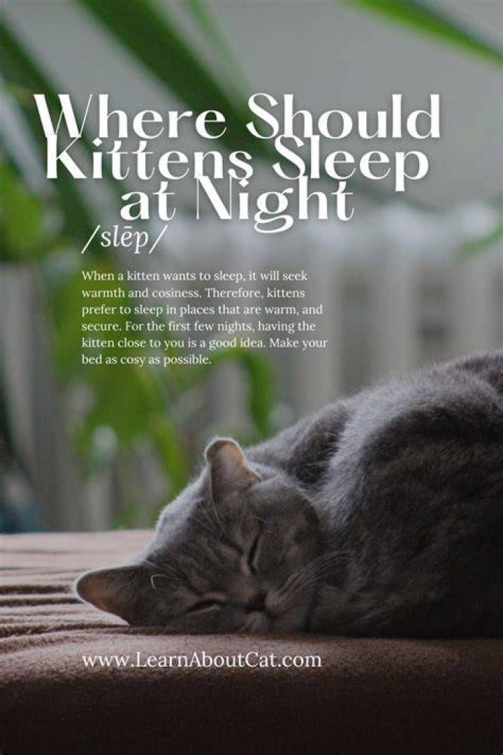 Where should kittens sleep at night?