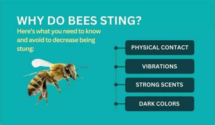 Which bees Cannot sting?