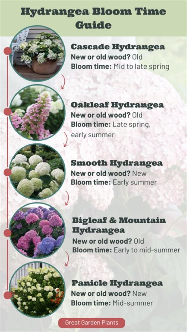 Which hydrangeas are the easiest to grow?