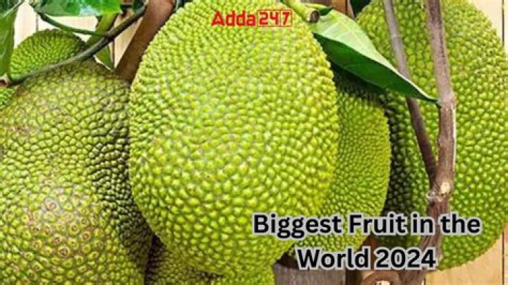 Which is the largest fruit?