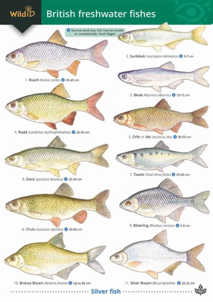 Which is the most common fish for commercial fisheries?