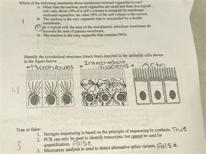 Which of the following is known as intermediate plan?