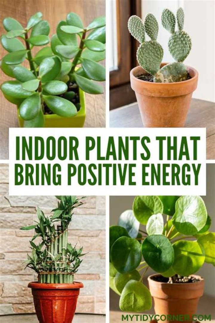 Which plant is good for positive energy?