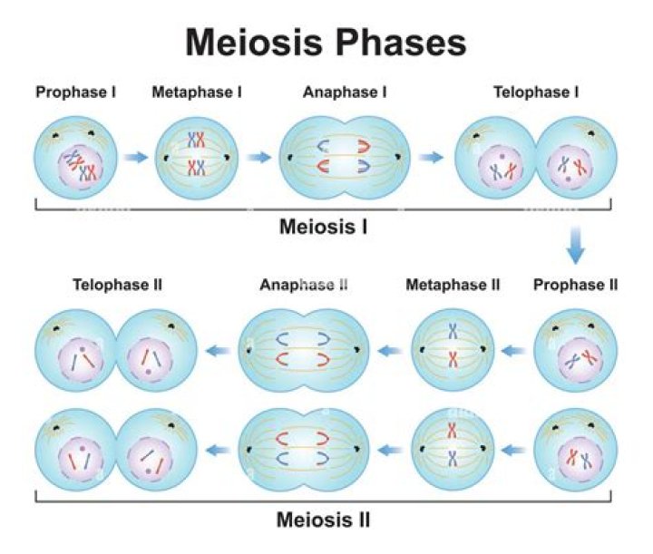 Which stage of meiosis I or II is most like mitosis explain?