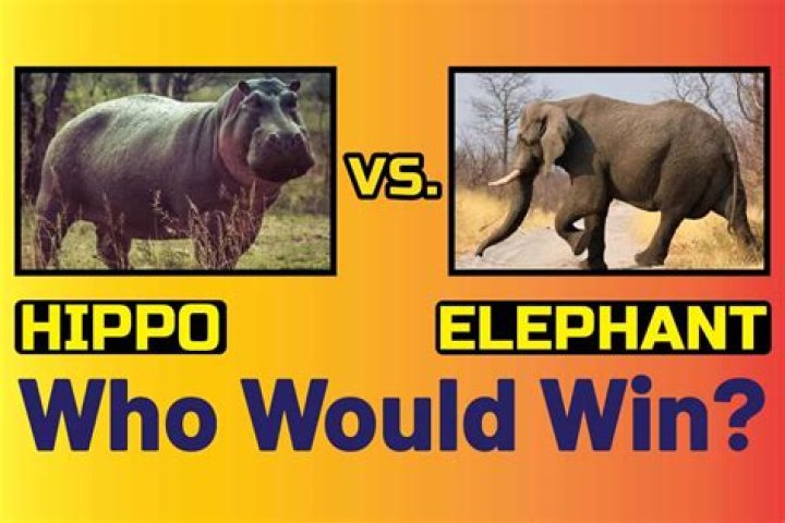 Who would win hippo vs elephant?