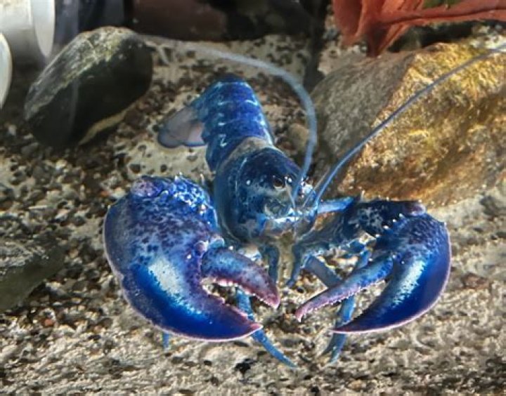 Why are blue lobsters so rare?