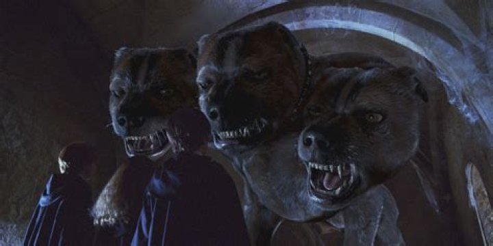 Why are burglars scared of dogs?