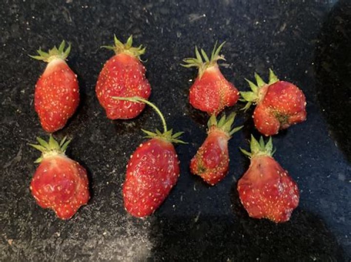 Why are my strawberries fuzzy?