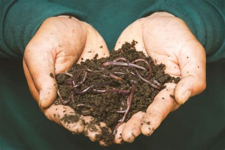 Why are my worms escaping my worm farm?
