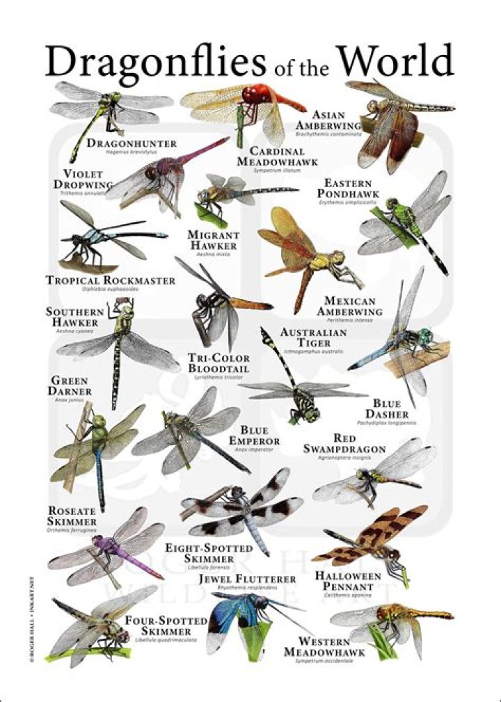 Why are there so many dragonflies 2021?