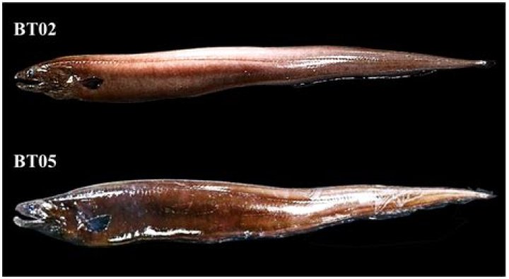 Why are they called meter maids?