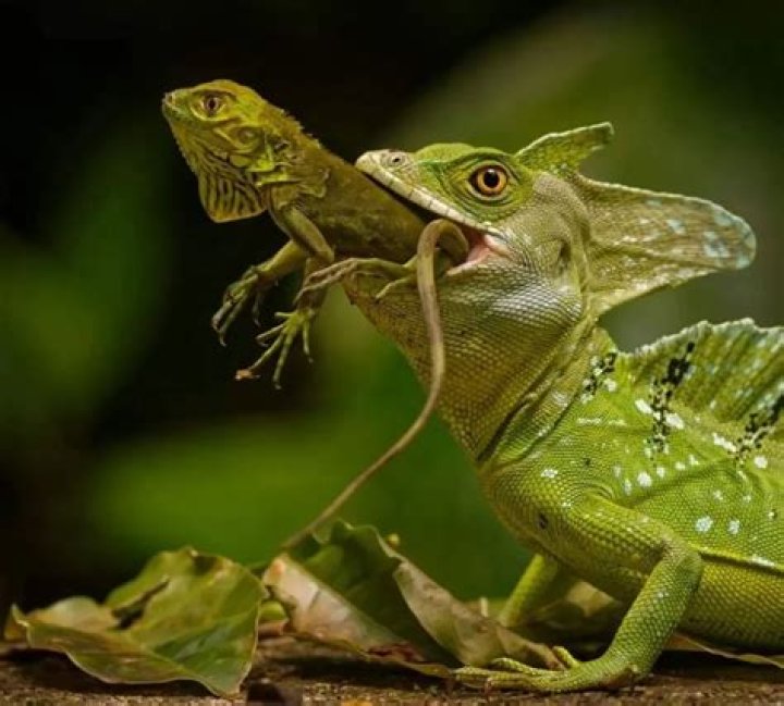 Why do Acromantulas fear basilisks?