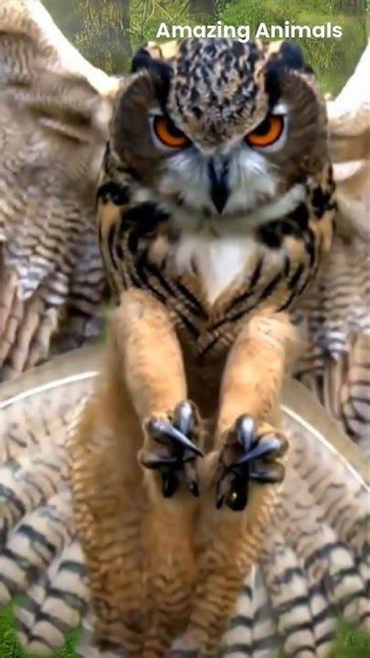 Why do birds hate owls?