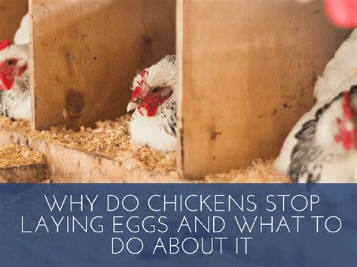 Why do chickens stop laying?