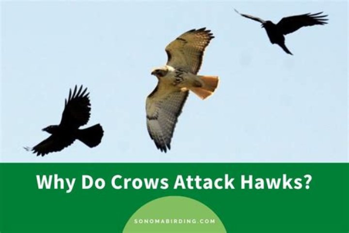 Why do crows hate eagles?