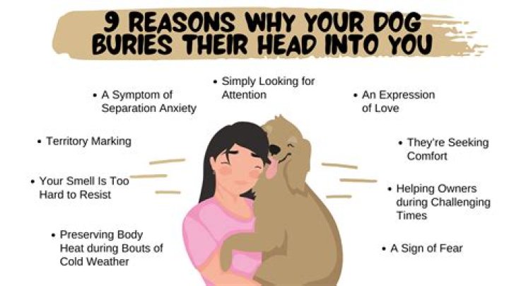 Why do dogs bury their nose between your legs?
