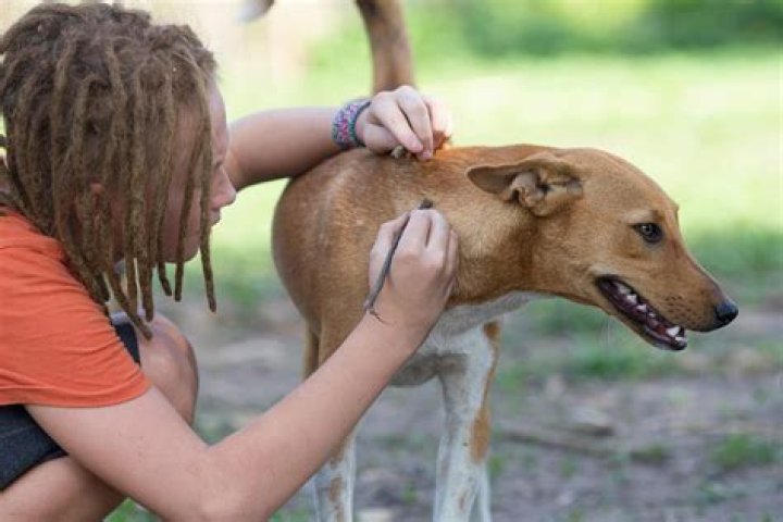 Why do dogs hide when they are sick?