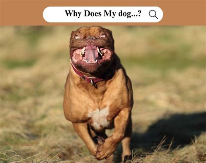 Why do dogs snap when playing?