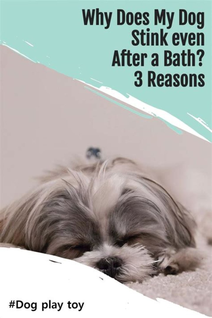 Why do dogs still stink after a bath?