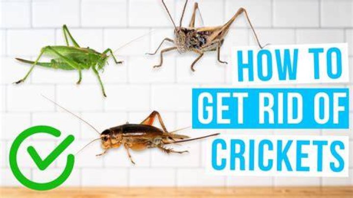 Why do I hear crickets in my ears?