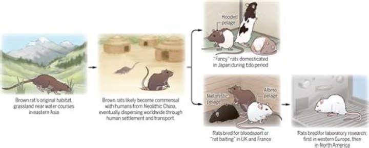 Why do I suddenly have rats in my yard?