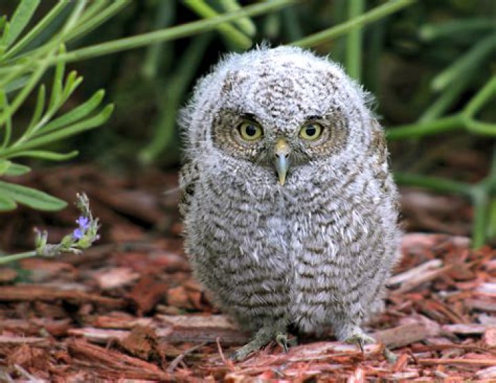 Why do owls screech?