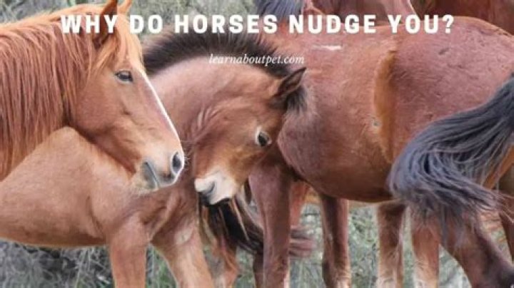 Why do pigs nudge you?