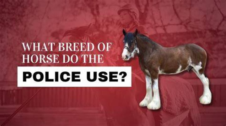 Why do police use horses?