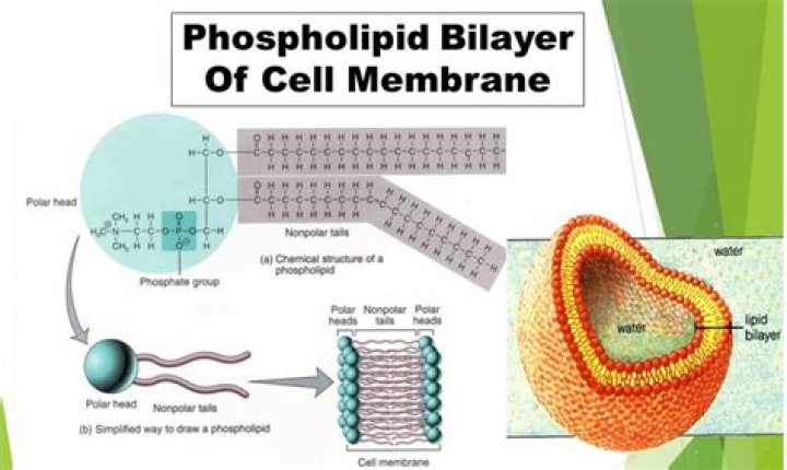 Why do proteins stay within the lipid bilayer of the cell membrane?