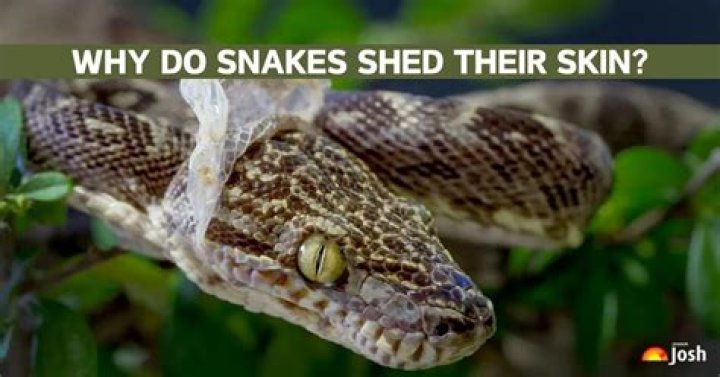 Why do snakes go upside down?