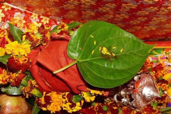 Why do we use mango leaves in Pooja?