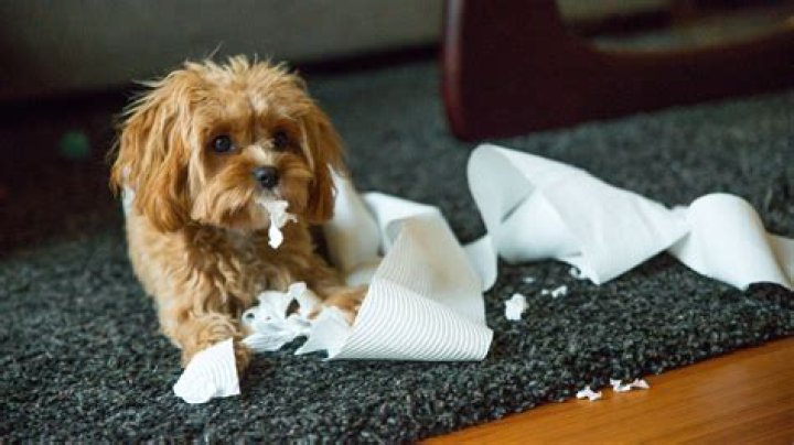 Why does my dog eat toilet rolls?
