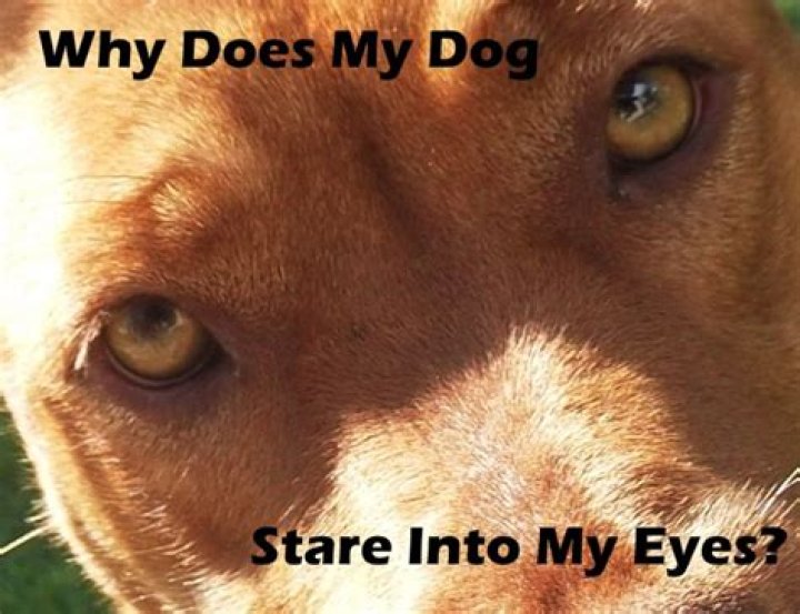 Why does my dog stare into my eyes?