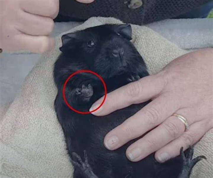 Why does my guinea pig lick me then bite me?