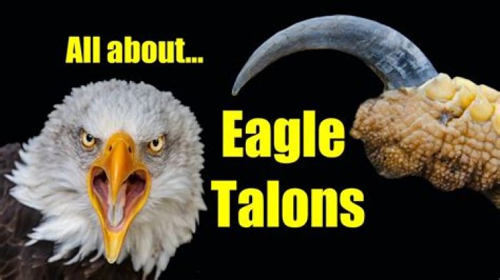 Why does the eagle have 13 claws and 13 arrows?
