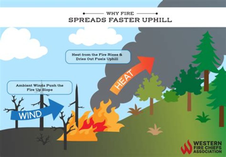 Why is fire hypnotic?
