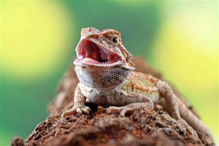 Why is my bearded dragon's tongue white?
