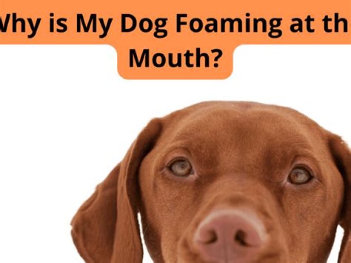 Why is my dog's pee so acidic?