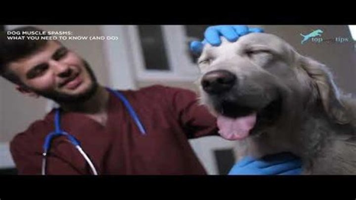 Why is my dog jerking?