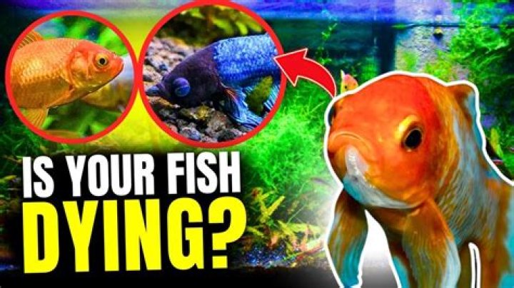 Why is my fish dead but isnt?