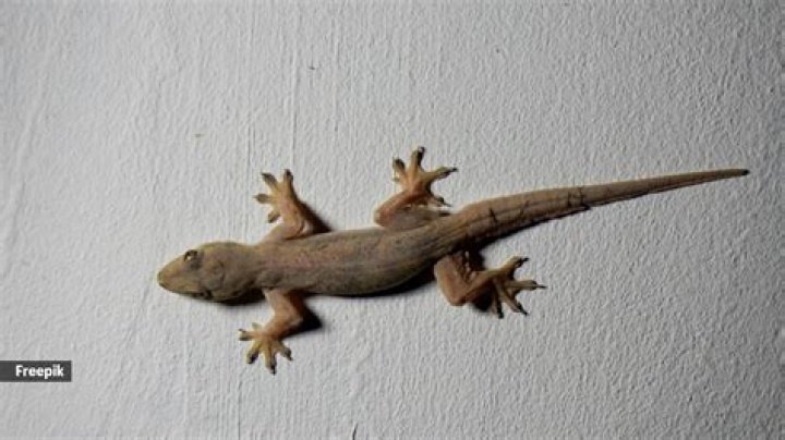Why is my lizard turning white?