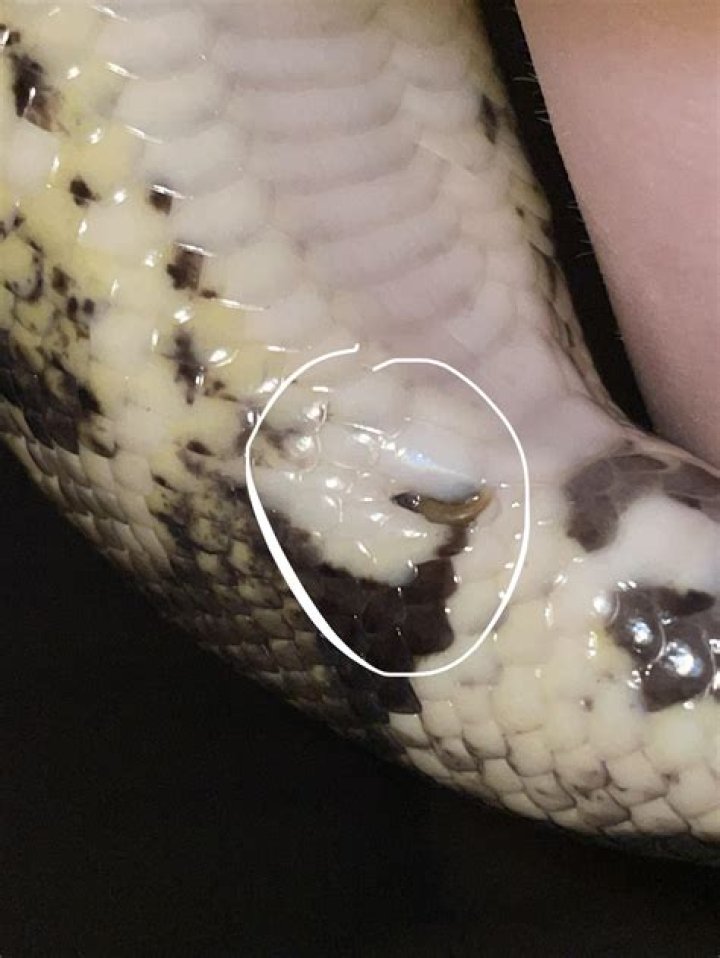 Why is my snake sitting with his head up?