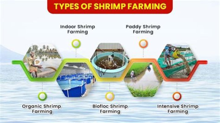 Why is shrimp soapy?