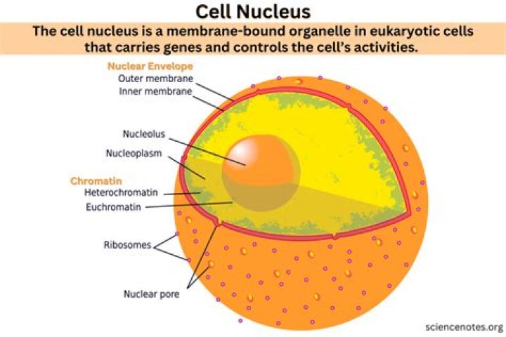 Why is the nucleus the most important part of the cell?